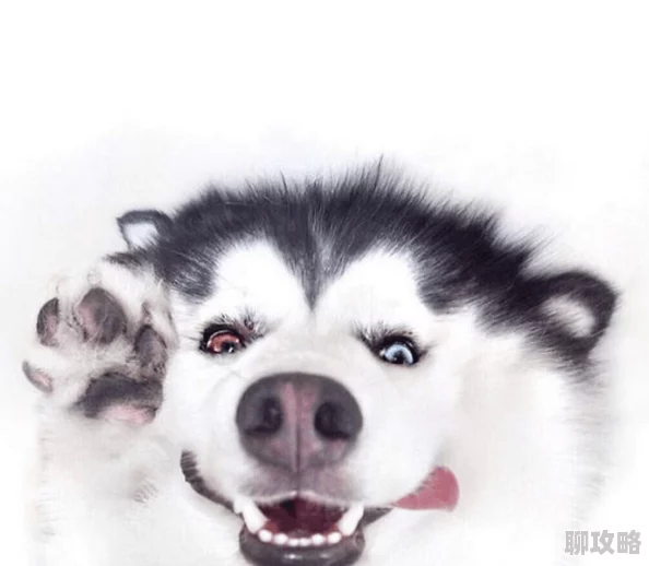 网友热评:揭秘《御剑情缘》二哈恶搞头像趣味获得方法大全 网友热评:揭秘《御剑情缘》二哈恶搞头像趣味获得方法大全