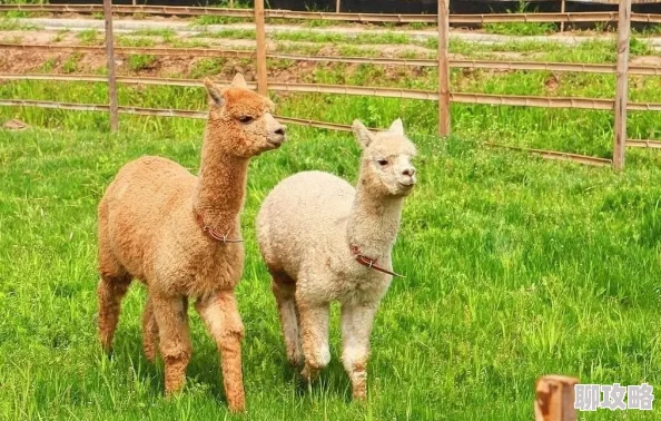 2025年疯狂动物园山脉任务高效完成法，一局内撞翻山羊羊驼挑战技巧