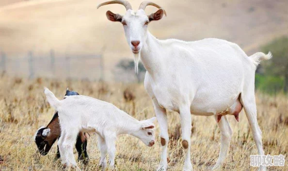 2025年疯狂动物园山脉任务高效完成法，一局内撞翻山羊羊驼挑战技巧