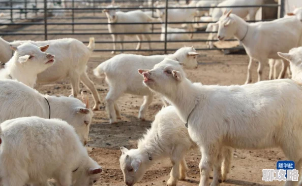 2025年疯狂动物园山脉任务高效完成法，一局内撞翻山羊羊驼挑战技巧